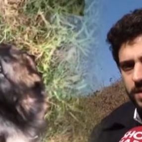 Demirleri kesip cins köpeği çaldılar