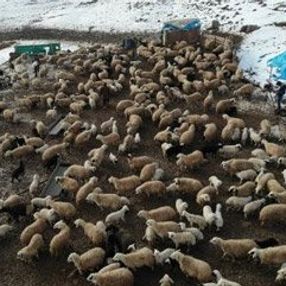 Elazığ’da kuzuların anneleriyle buluşması