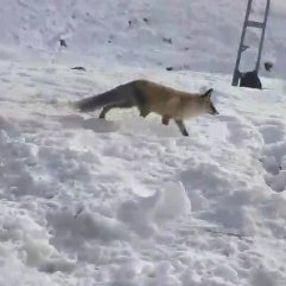 Erzurum'da kümes sahibi adam tilkiyle sohbet etti