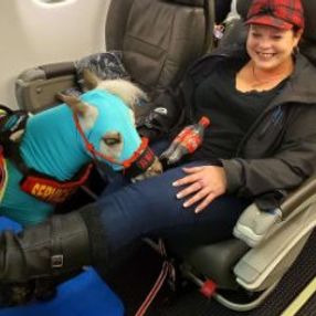 18 aylık midilli, Business Class'ta uçtu