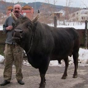 650 kiloluk boğa otomobil fiyatına alıcı buldu