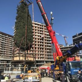 Rezidans için 55 yıllık selvi ağacı söküldü