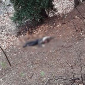 Kuma olmayı reddeden kadını öldüren adam tutuklandı