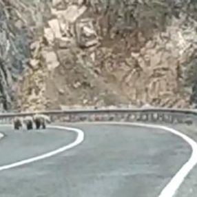 Boz ayı, yavrularıyla kara yoluna indi
