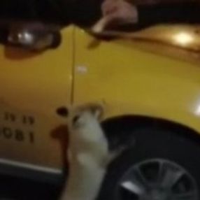 Ardahan'da şehre inen tilkiye elleriyle yiyecek verdi