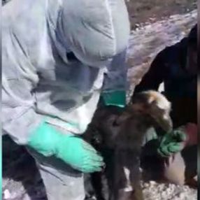 Göçük altından 14 gün sonra canlı çıkan oğlak