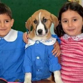 Klinikte tedavi gören yavru köpek Fındık kurtarılamadı
