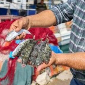 Balon balığı kuyruğu getirene 5 lira