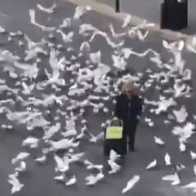 Sokak hayvanları aç kalıyor