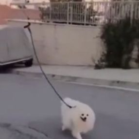 Karantinayı bozmamak için köpeğini drone ile gezdirdi