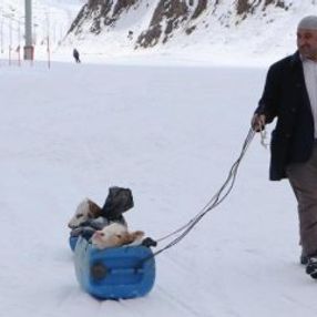 Yaşlı adam hastalanan buzağılarını bidonla taşıdı
