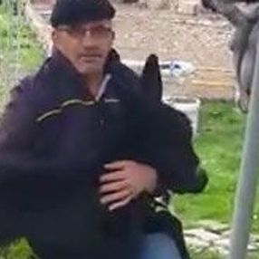 Sıpasıyla salıncağa bindi
