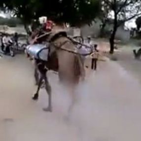 Koronavirüse karşı deveyle ilaçlama
