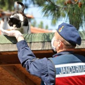 Antalya'da sokak hayvanları beslendi