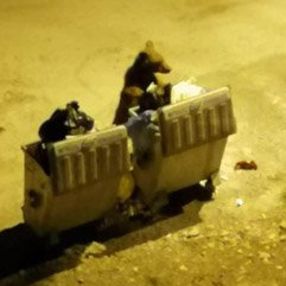 Artvin'de şehre inen ayılar ortalığı birbirine kattı
