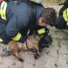 Muğla'da, yangın çıkan evde bulunan iki köpek kurtarıldı