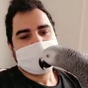 Evde Kal sloganını ezberleyen papağan