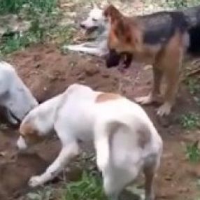 Ölen arkadaşlarını gömen köpekler duygulandırdı