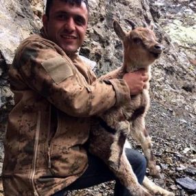 Yaralı dağ keçisini 5 kilometre boyunca sırtında taşıdı