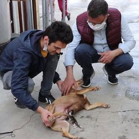Fındık köpek, yeni doğmuş kedi yavrusunu anne oldu