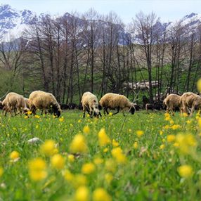 Ovacık, ilkbaharda görsel şölen sunuyor