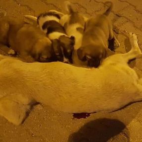 Şanlıurfa'da şimdi de bir sokak köpeği öldürüldü