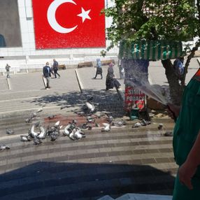 Bursa'da güvercinler banyo yapmak için sıra bekliyor
