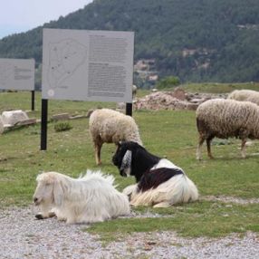 Tabea Antik Kenti'ne koyun sürüsü girdi