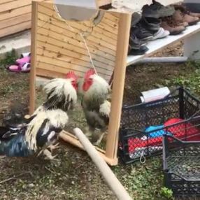 Aynada kendini görüp kavgaya tutuşan horoz