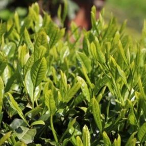 Yaş çay alımı, destekle 3 lira 40 kuruş oldu