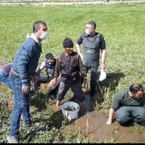 Ölmek üzere olan 3 ton balığı kovalarla taşıdılar