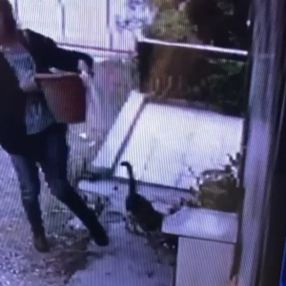 İzmir'de saksı hırsızlığı kamerada