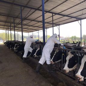Tarım ve hayvancılıkta korona tedbirleri