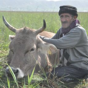 Hakkari'de bataklığa saplanan inek kurtarıldı