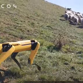 Robot köpek Spot, bu sefer de çobanlık yapmaya başladı