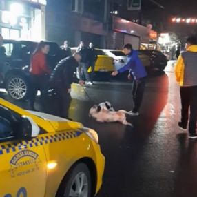 Seyrantepe’de pitbull sokak köpeğine saldırdı