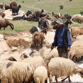 Siirt'te 10 bin lira maaşla çalışacak çoban yok