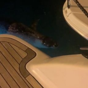 Çeşme'de beyaz fok balığı görüldü