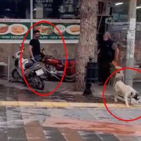 Manisa'da sokak köpeğini fırça sapıyla dövdü