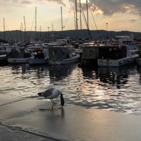 Çanakkale'de martı fare yerken görüldü