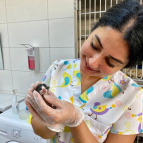 Adana'nın mucize kedisi hayata tutundu