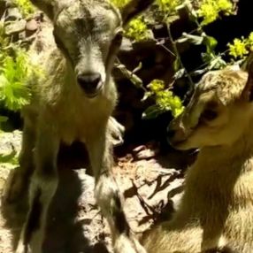 Erzincan’da yavru dağ keçilerine poğaça ikram etti