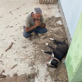 Diyarbakır'da koyunları çalmak için 8 köpeği zehirlediler