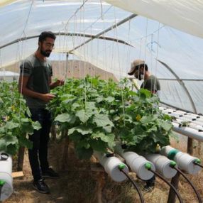 Tunceli'de tatili fırsat bildi, topraksız tarım yaptı