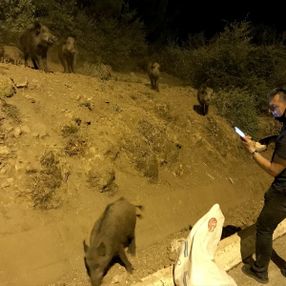Muğla'da şehre inen domuzları ekmekle beslediler