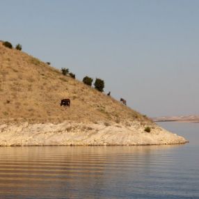 Tekneler ile taşınan eşekler adanın tek sahibi