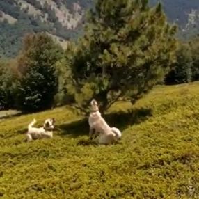 Bursa'da köpeklerin kovaladığı ayılar ağaca tırmandı