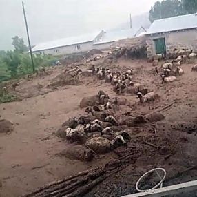 Van'da 74 koyun selde telef oldu