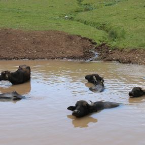 Ordu'da mandaların göldeki görüntüsü Afrika'yı aratmıyor