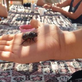 Çanakkale'de kampta görüldü, tatilcilerin ilgi odağı oldu
